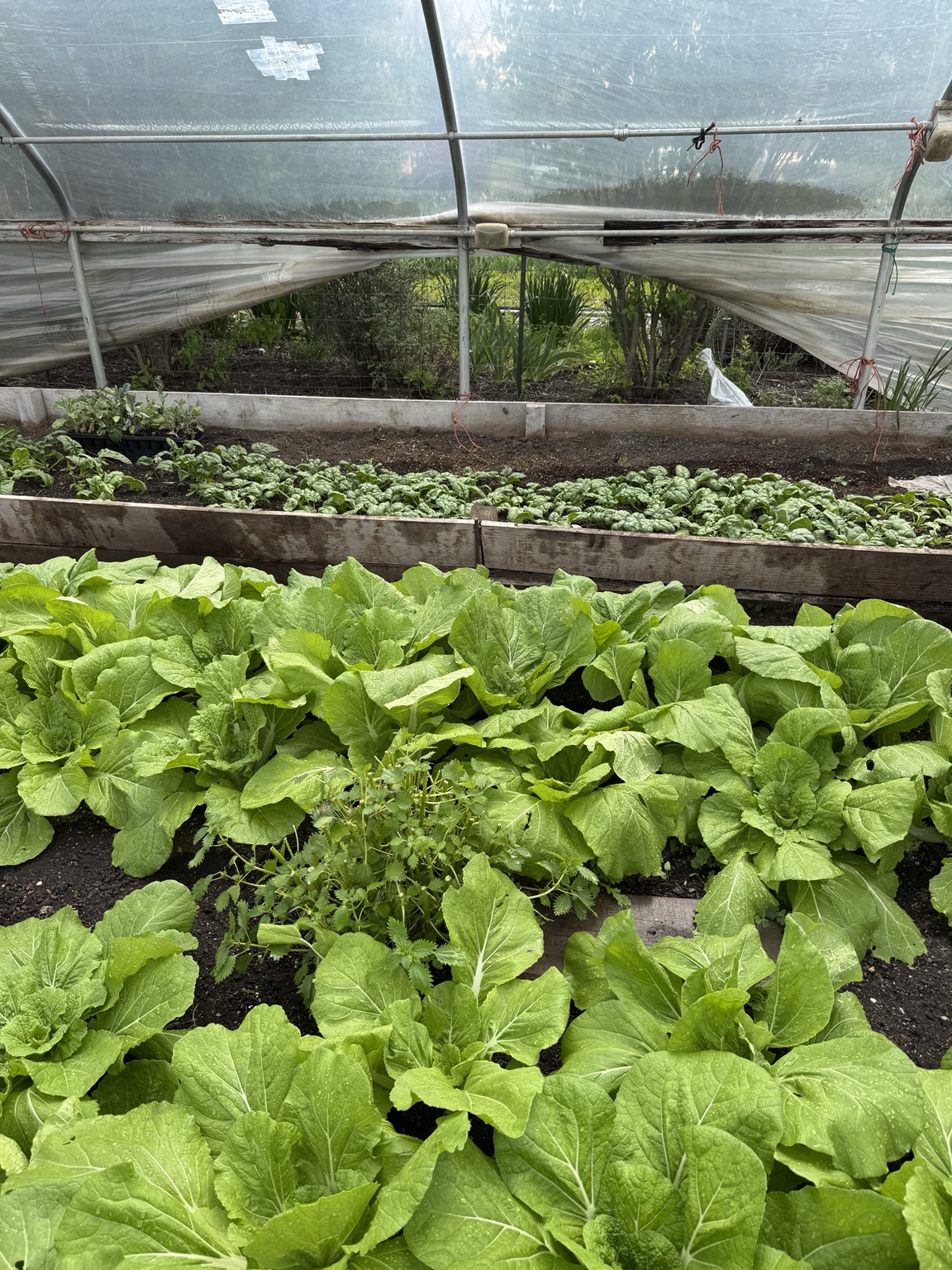 Leafy greens growing in a greenhouse