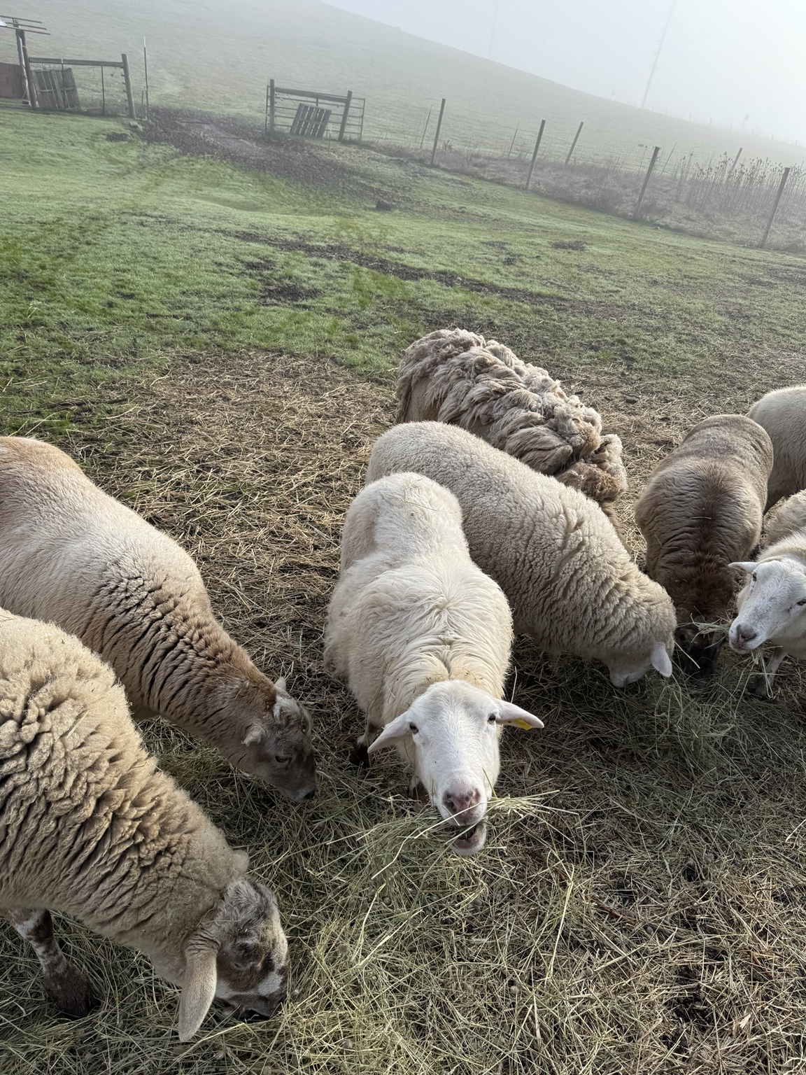 Sheep grazing in a misty field